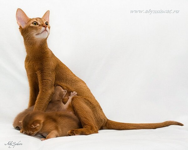7.-abyssinian.jpg