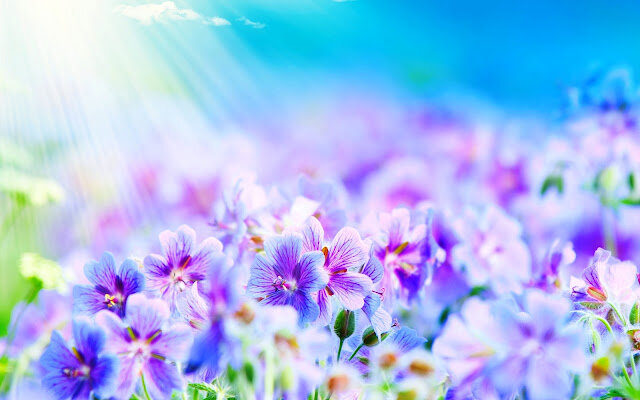 529_rosy-flowe.jpg