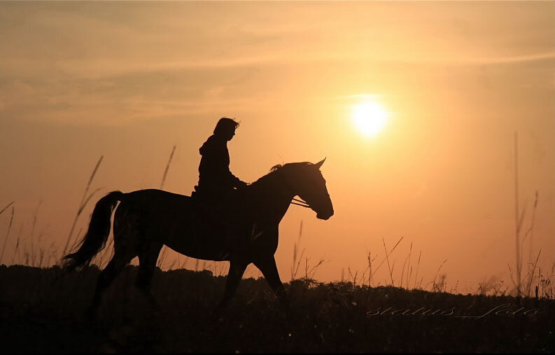 horse1.jpg
