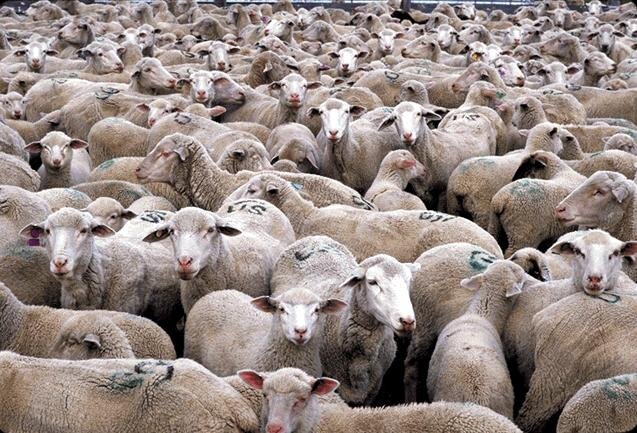 Sheep_Herd.jpg