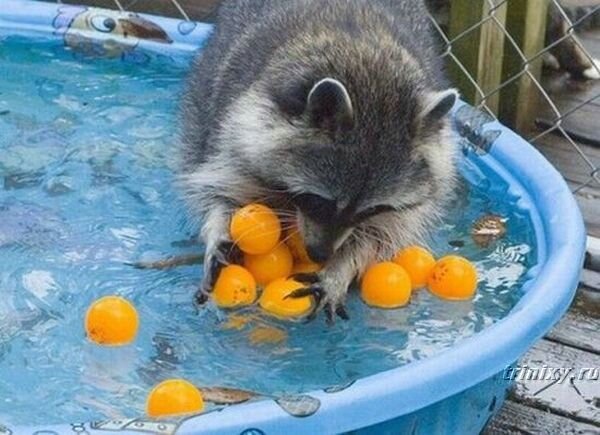 racoon_04.jpg