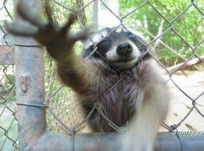 racoon_25.jpg