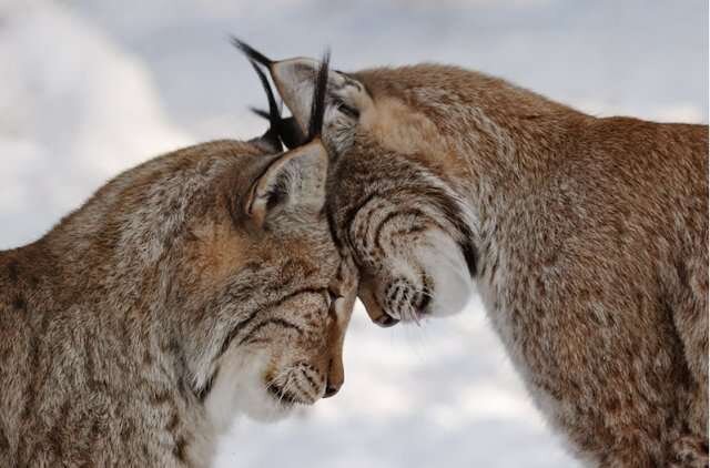 Lynx_11.jpg