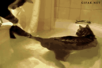 gifs_04.gif