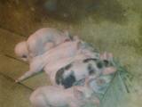 animal-husbandry-agricultural-animals-pigs-2.t.jpg