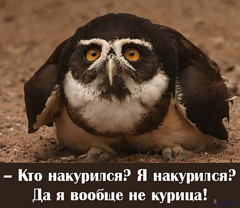 34960628_nakurilsya.jpg