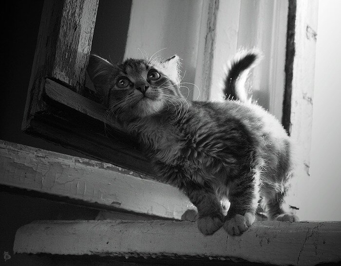 86351410_large_1901311_Darn_Cat_Mechtatel.jpg