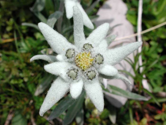 62090863_1280402466_edelweiss.jpg