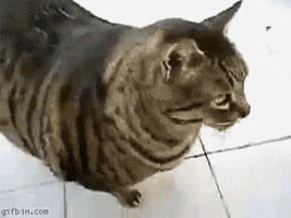 70677294_g4.gif