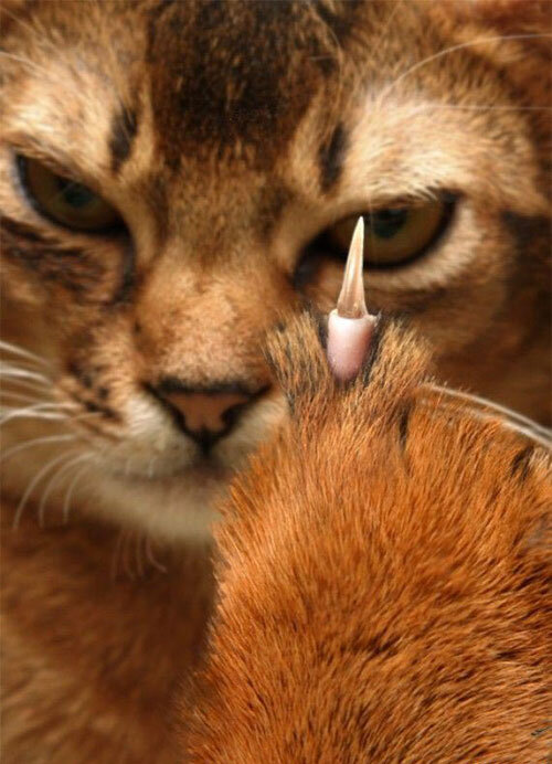 1208362631_fuck-you.jpg