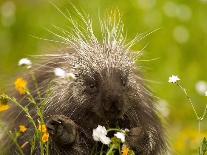 Porcupine2.jpg