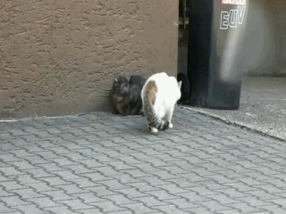 draka_kotov.gif