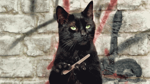 animal-bitch-black-cat-bored-Favim.com-2422799.gif