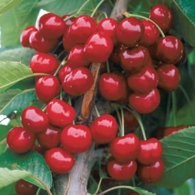cherries1_lg.jpg