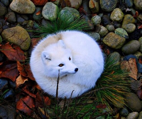funny_animals_01205_010.jpg