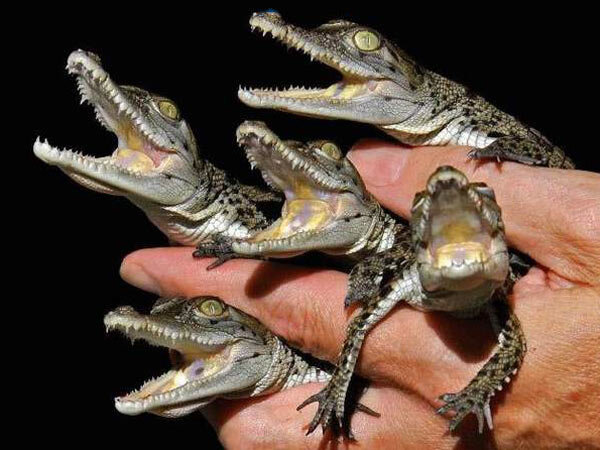 krokodil3.jpg