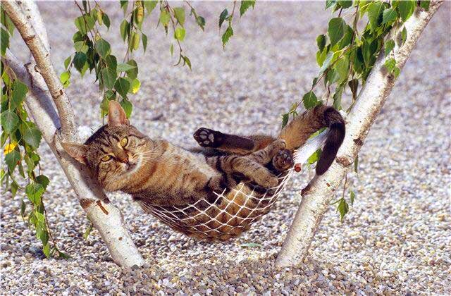 relax_cat.jpg