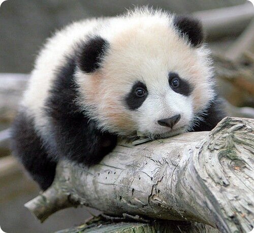 panda1.jpg