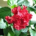 mag Kamilla