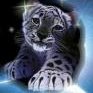 iimam
